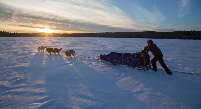 A team of sled dogs and a musher move across a vast snowy landscape as the sun sets behind a row of trees in the background.